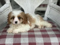 Riff , a male Cavapoo and Cavalier King Charles Spaniel for sale in Bowling Green, MO – 4 of 5