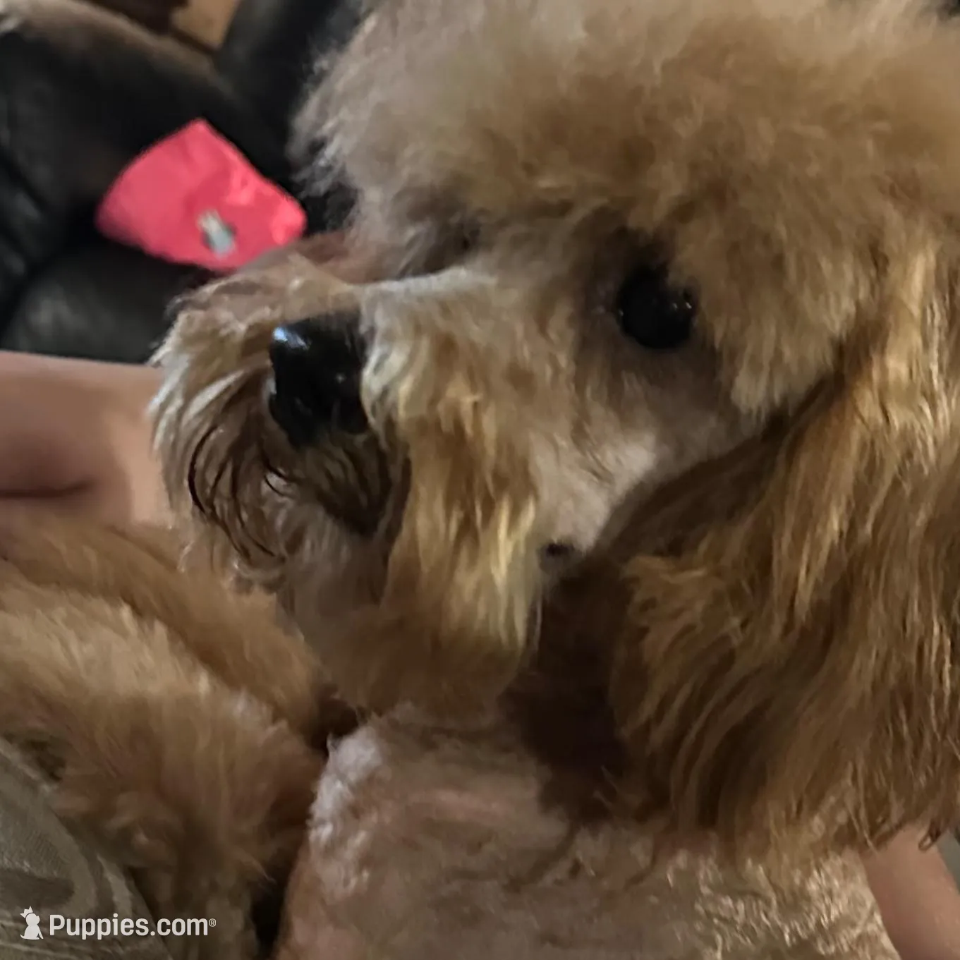 Simon , a male Cavapoo for sale in Bowling Green, MO – Photo 6 of 7