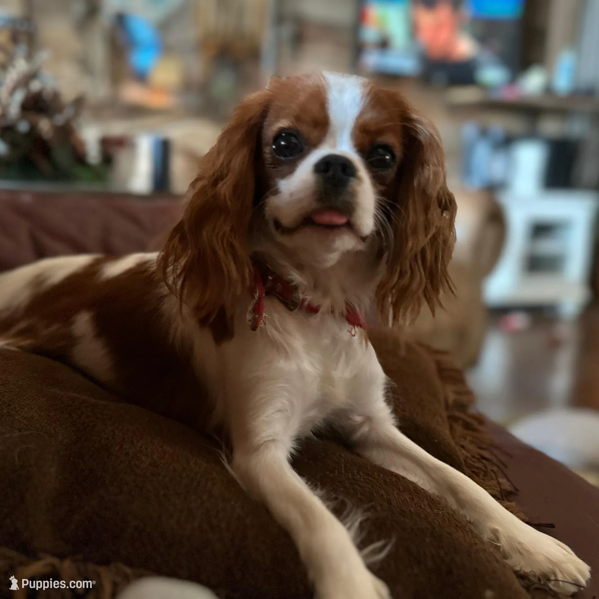 Simon , a male Cavapoo for sale in Bowling Green, MO – Photo 7 of 7