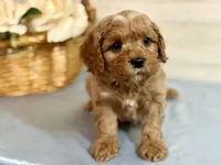 Simon , a male Cavapoo for sale in Bowling Green, MO – Photo 4 of 7