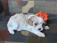 Lexie, a female Cavapoo and Cavalier King Charles Spaniel for sale in Bowling Green, MO – 4 of 6