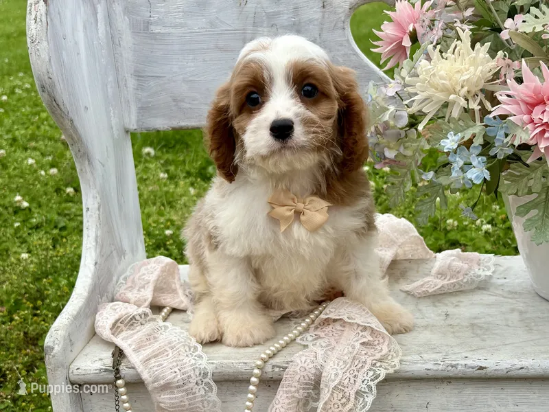 Bo – Cavapoo puppy for sale in Bowling Green, MO