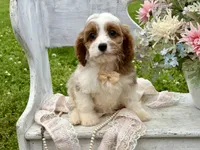 Bo, a male Cavapoo for sale in Bowling Green, MO – 1 of 6