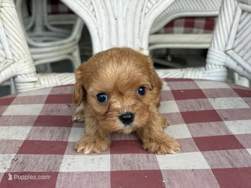 Mason  – Cavapoo, Cavalier King Charles Spaniel puppy for sale in Bowling Green, MO