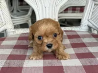 Mason , a male Cavapoo and Cavalier King Charles Spaniel for sale in Bowling Green, MO – 1 of 4