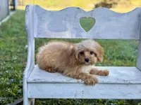 Charlie, a male Cavapoo and Cavalier King Charles Spaniel for sale in Bowling Green, MO – 3 of 4