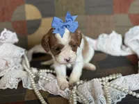 Chelsea, a female Cavapoo and Cavalier King Charles Spaniel for sale in Bowling Green, MO – 3 of 4