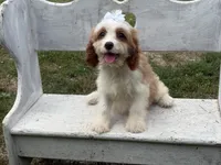 Lulu , a female Cavapoo and Cavalier King Charles Spaniel for sale in Bowling Green, MO – 3 of 5