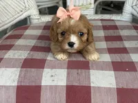 Lil Miss , a female Cavapoo and Cavalier King Charles Spaniel for sale in Bowling Green, MO – 6 of 6