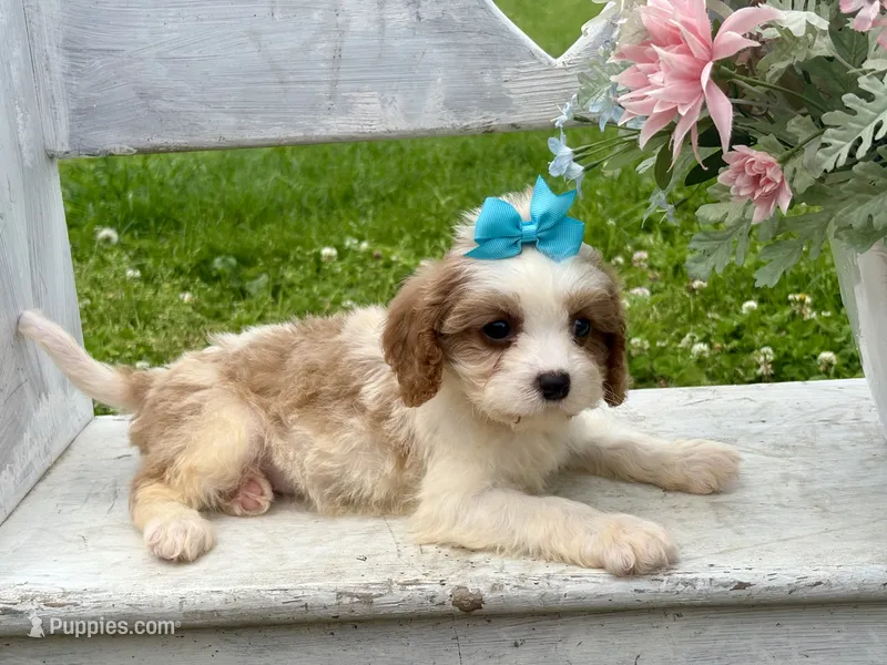 Lulu  – Cavapoo puppy for sale in Bowling Green, MO