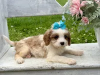 Lulu , a female Cavapoo for sale in Bowling Green, MO – 1 of 7