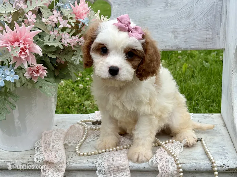 Coco – Cavapoo puppy for sale in Bowling Green, MO