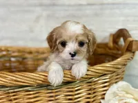 Theo, a male Cavapoo for sale in Bowling Green, MO – Photo 5 of 8