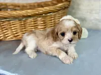 Theo, a male Cavapoo for sale in Bowling Green, MO – Photo 4 of 8