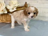 Theo, a male Cavapoo for sale in Bowling Green, MO – Photo 2 of 8