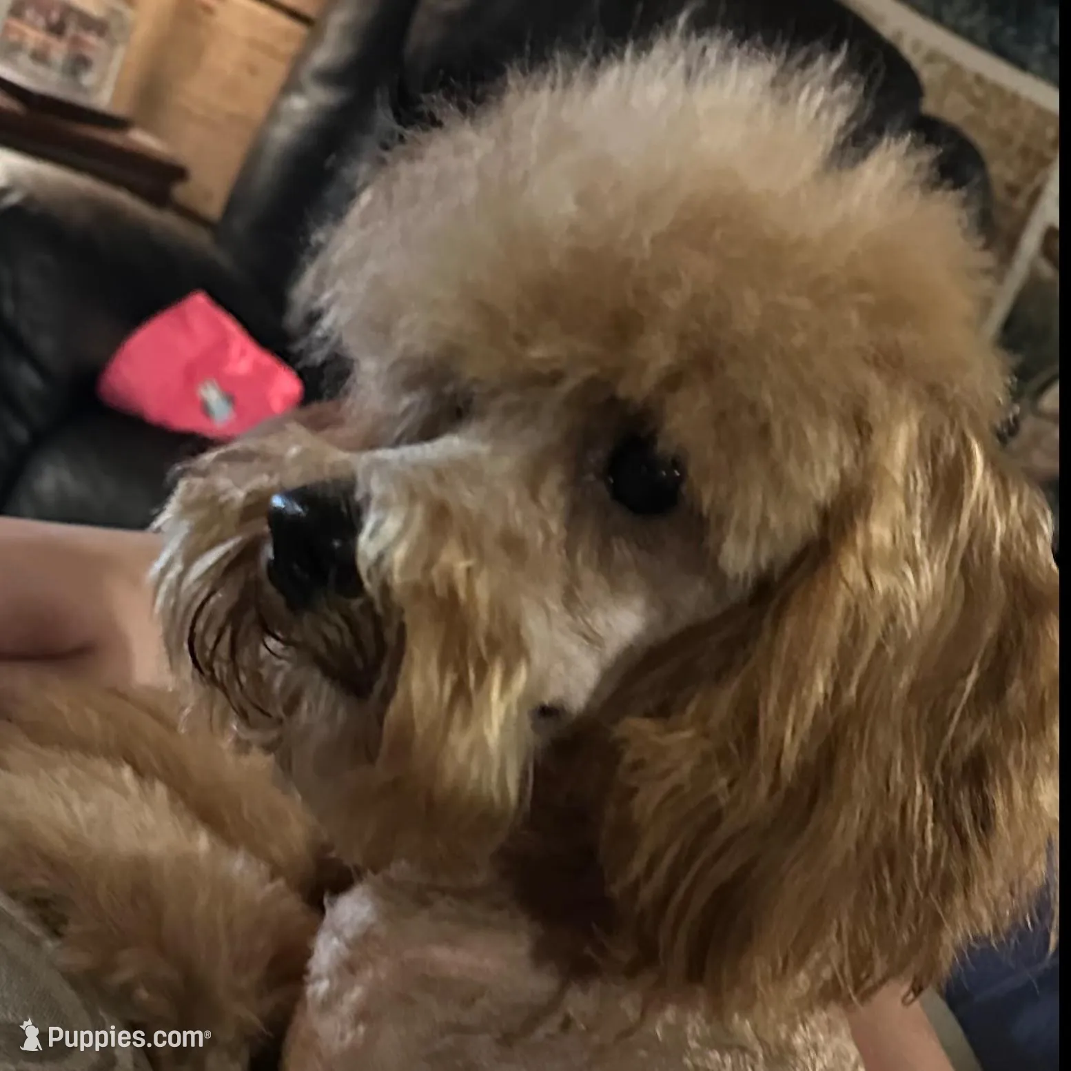 Theo, a male Cavapoo for sale in Bowling Green, MO – Photo 7 of 8