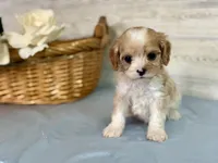 Theo, a male Cavapoo for sale in Bowling Green, MO – Photo 3 of 8