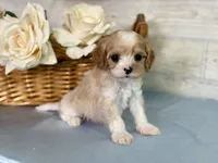 Theo, a male Cavapoo for sale in Bowling Green, MO – Photo 1 of 8