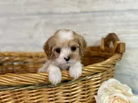 Theo, a male Cavapoo for sale in Bowling Green, MO – Photo 6 of 8