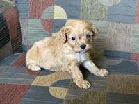 Charlie, a male Cavapoo and Cavalier King Charles Spaniel for sale in Bowling Green, MO – 4 of 4