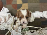 Daisy, a female Cavapoo and Cavalier King Charles Spaniel for sale in Bowling Green, MO – 2 of 3