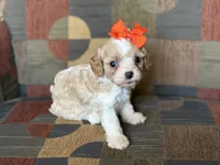 Lexie, a female Cavapoo and Cavalier King Charles Spaniel for sale in Bowling Green, MO – 5 of 6