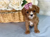 Francesca, a female Cavapoo for sale in Bowling Green, MO – Photo 1 of 7