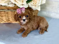 Francesca, a female Cavapoo for sale in Bowling Green, MO – Photo 4 of 7
