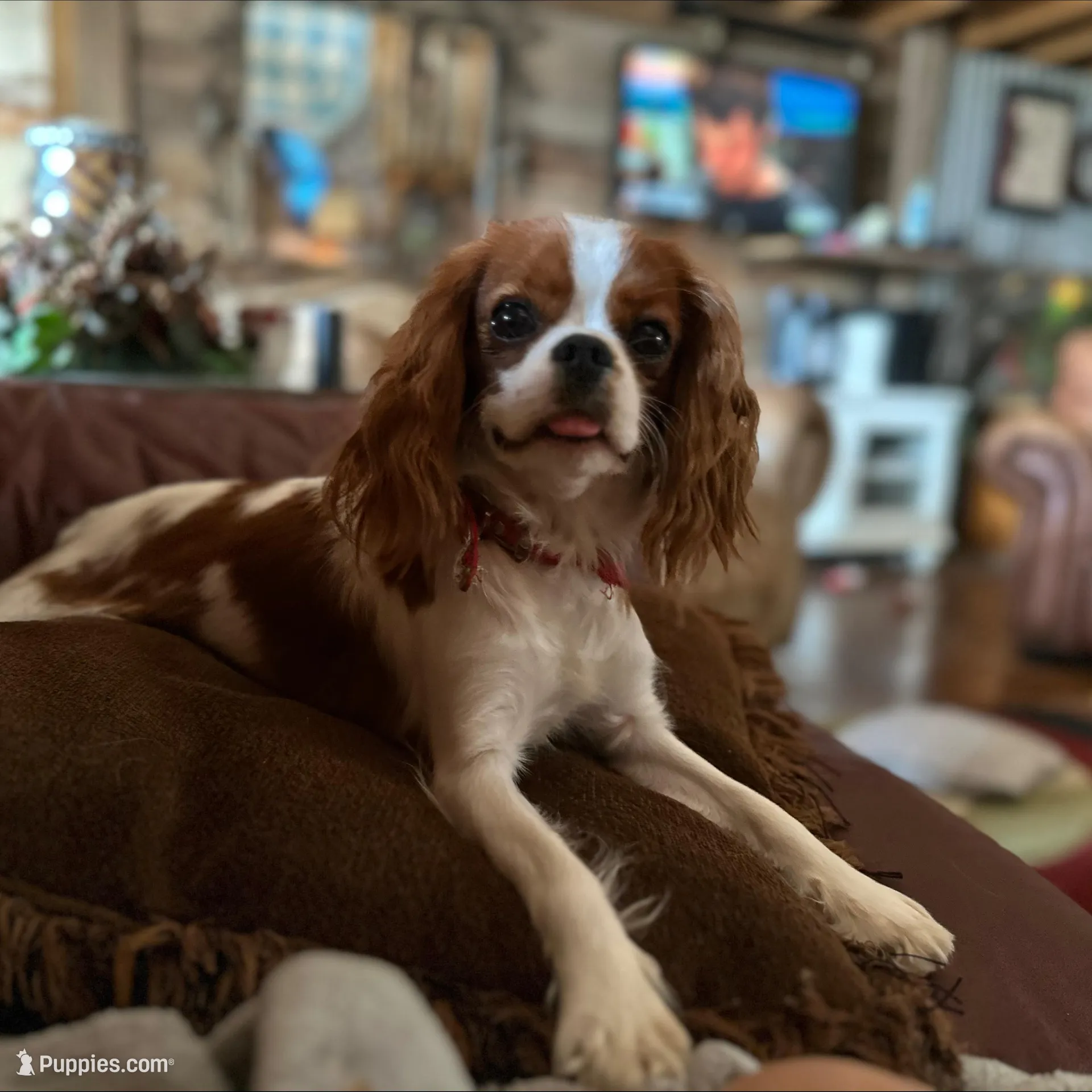 Francesca, a female Cavapoo for sale in Bowling Green, MO – Photo 7 of 7