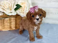 Francesca, a female Cavapoo for sale in Bowling Green, MO – Photo 3 of 7