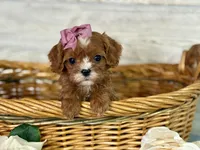 Francesca, a female Cavapoo for sale in Bowling Green, MO – Photo 5 of 7