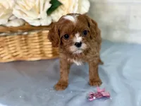 Francesca, a female Cavapoo for sale in Bowling Green, MO – Photo 2 of 7