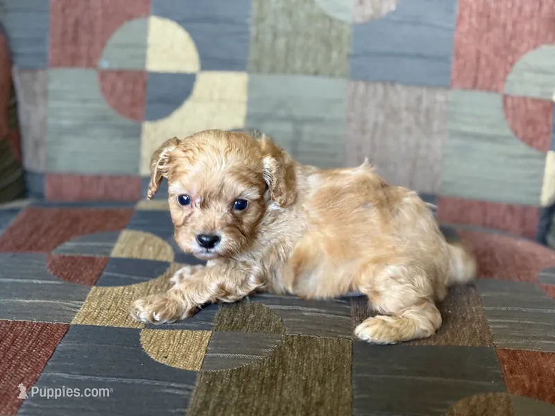 Charlie – Cavapoo, Cavalier King Charles Spaniel puppy for sale in Bowling Green, MO