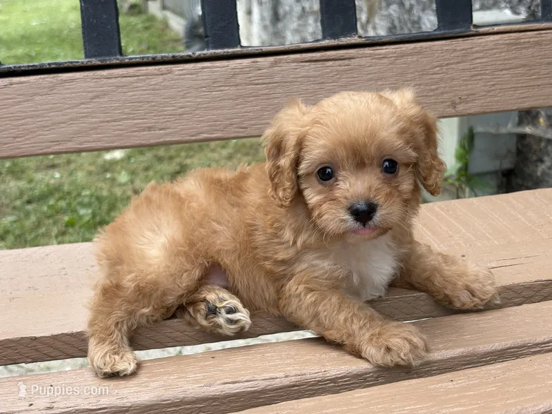 Charlie – Cavapoo, Cavalier King Charles Spaniel puppy for sale in Bowling Green, MO