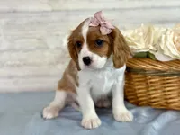 Paisley, a female Cavapoo for sale in Bowling Green, MO – Photo 1 of 7