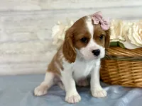 Paisley, a female Cavapoo for sale in Bowling Green, MO – Photo 2 of 7