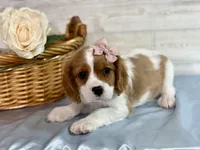 Paisley, a female Cavapoo for sale in Bowling Green, MO – Photo 3 of 7