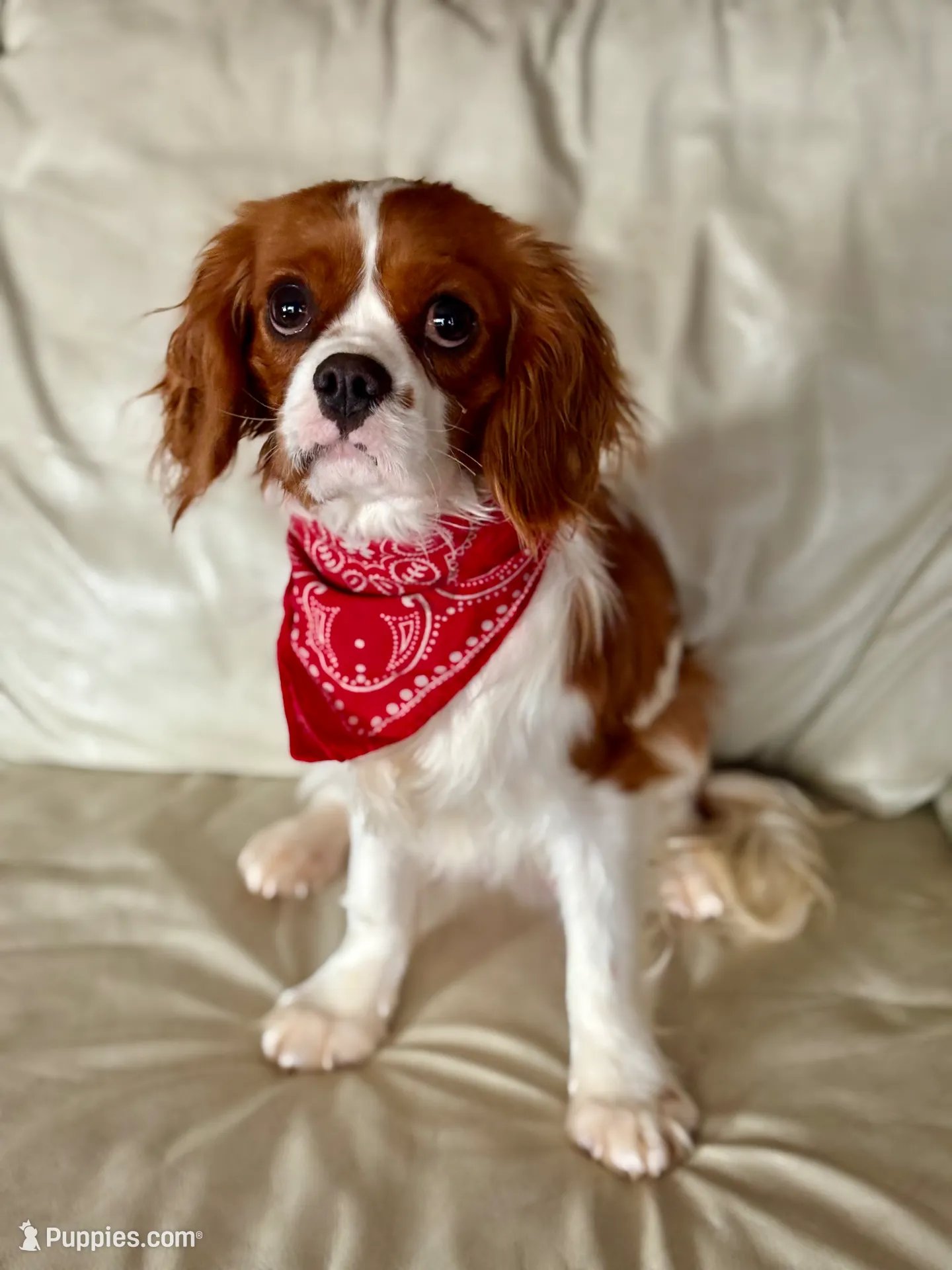 Paisley, a female Cavapoo for sale in Bowling Green, MO – Photo 6 of 7