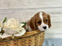 Paisley, a female Cavapoo for sale in Bowling Green, MO – Photo 4 of 7