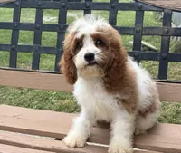 Bo, a male Cavapoo and Cavalier King Charles Spaniel for sale in Bowling Green, MO – 3 of 6
