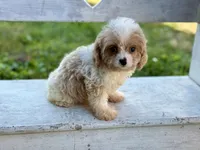 Stanley, a male Cavapoo and Cavalier King Charles Spaniel for sale in Bowling Green, MO – 5 of 5