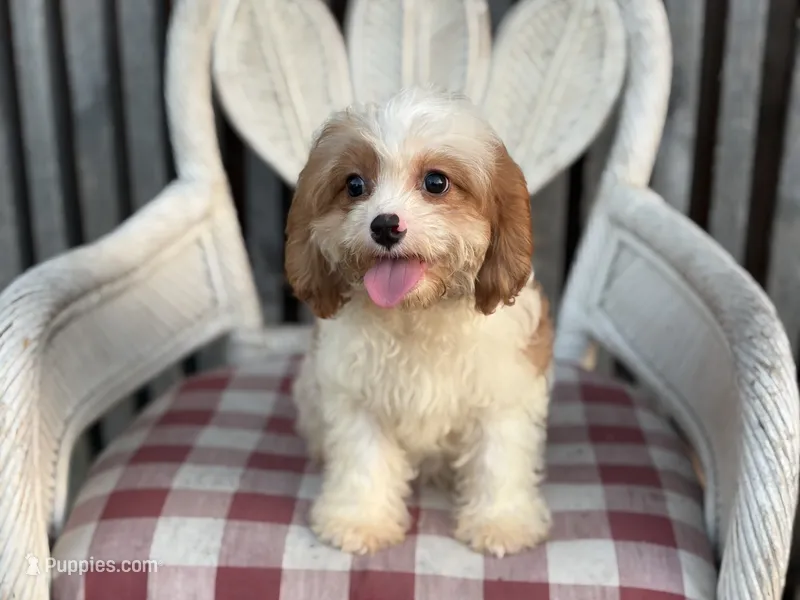 Braxton  – Cavapoo, Cavalier King Charles Spaniel puppy for sale in Bowling Green, MO