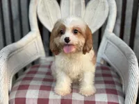 Braxton , a male Cavapoo and Cavalier King Charles Spaniel for sale in Bowling Green, MO – 1 of 6
