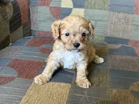 Charlie, a male Cavapoo and Cavalier King Charles Spaniel for sale in Bowling Green, MO – 2 of 4