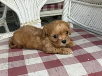 Mason , a male Cavapoo and Cavalier King Charles Spaniel for sale in Bowling Green, MO – 2 of 4