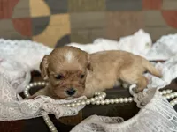 Duke , a male Cavapoo and Cavalier King Charles Spaniel for sale in Bowling Green, MO – 2 of 3