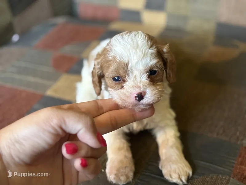 Braxton  – Cavapoo, Cavalier King Charles Spaniel puppy for sale in Bowling Green, MO