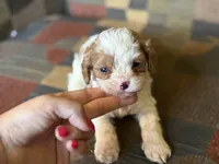 Braxton , a male Cavapoo and Cavalier King Charles Spaniel for sale in Bowling Green, MO – 1 of 4