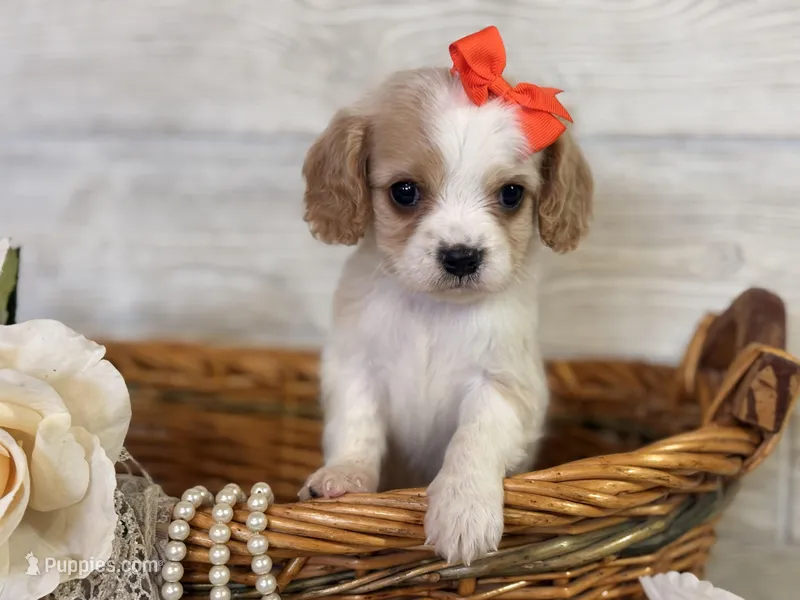 Gigi  – Cavapoo puppy for sale in Bowling Green, MO