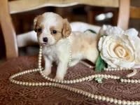 Gigi , a female Cavapoo for sale in Bowling Green, MO – Photo 3 of 6